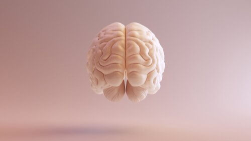 O cérebro e a história da neurociência
