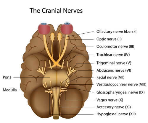 Figura com os nervos cranianos