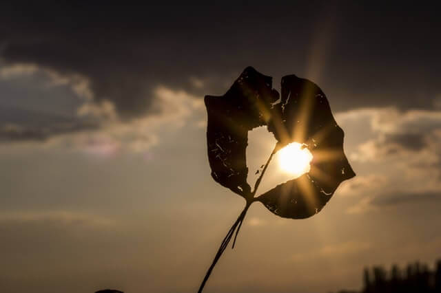 Flor em forma de coração