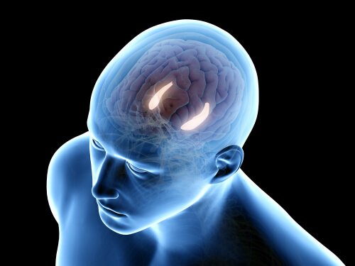 Formação hipocampal