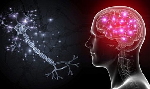 Células OLM: os neurônios que nos ajudarão a tratar a ansiedade severa
