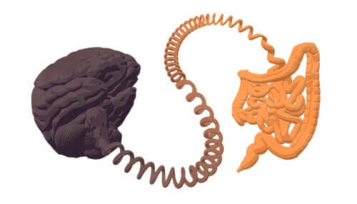 A conexão entre intestino e cérebro