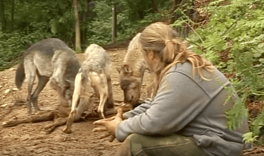 Shaun Ellis e os lobos