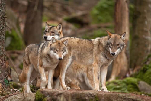 Lobos de Shaun Ellis