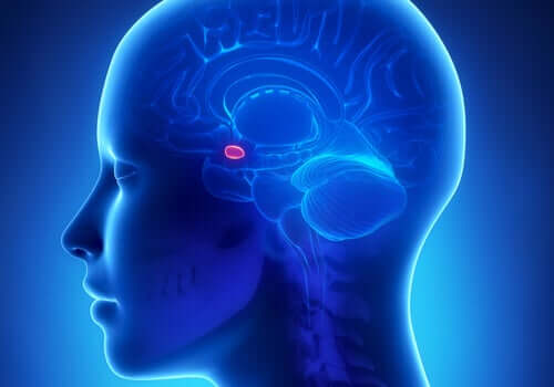 Amígdala cerebral em destaque