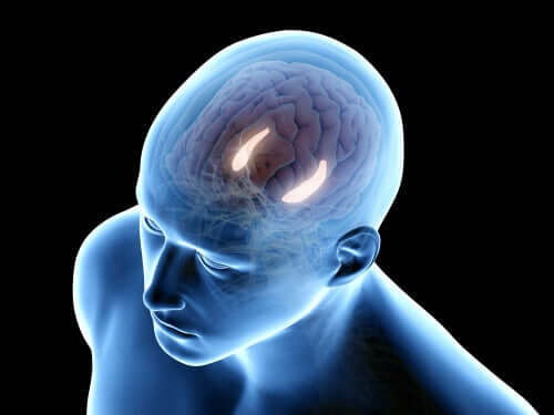 Figura de homem com estruturas cerebrais iluminadas
