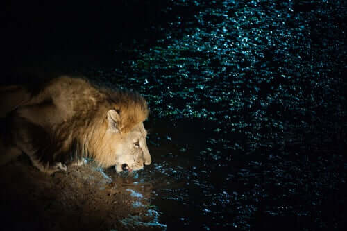 Leão bebendo água