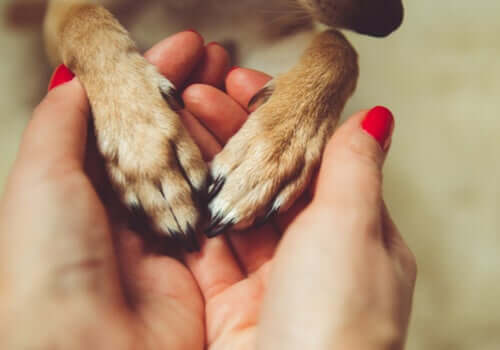 Mãos segurando patas de cachorro