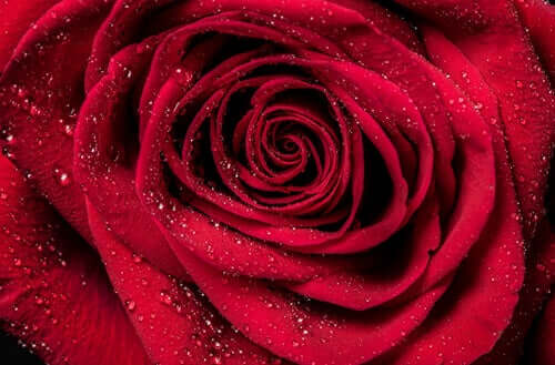Rosa vermelha com gotas de orvalho