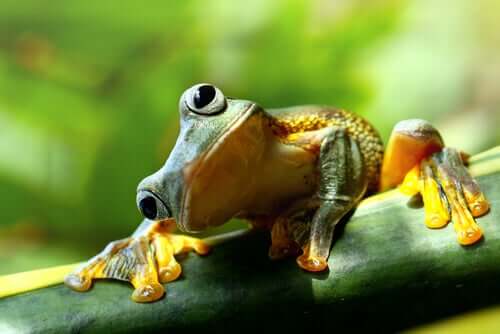 Sapo na natureza