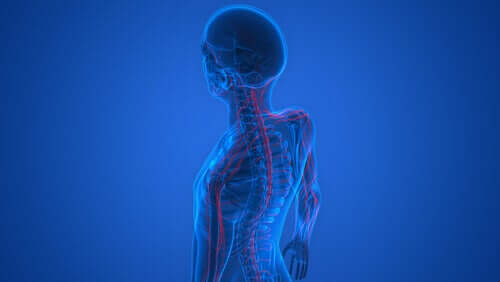 Os nervos do corpo humano