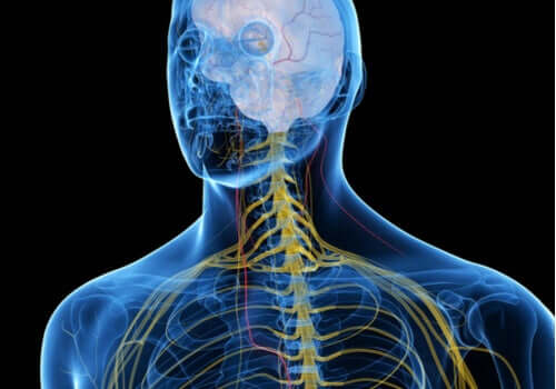 Por dentro do corpo humano
