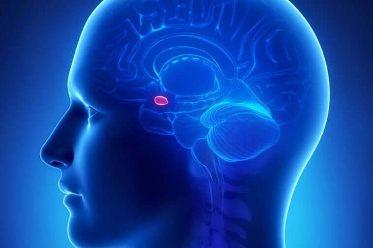 A amígdala cerebral