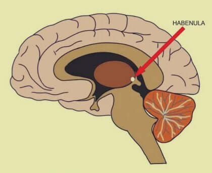 Habênula cerebral