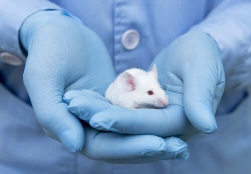 Rato em laboratório