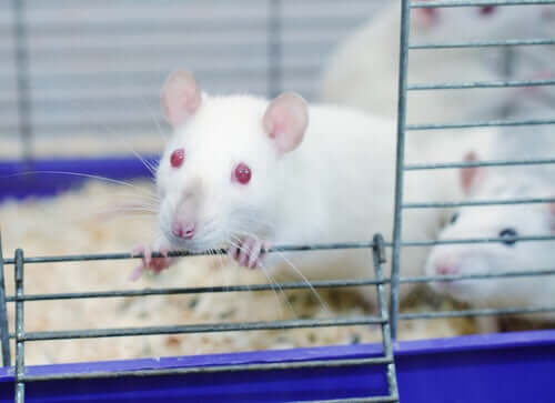 O surpreendente experimento do parque dos ratos