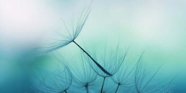 As virtudes das mentes calmas