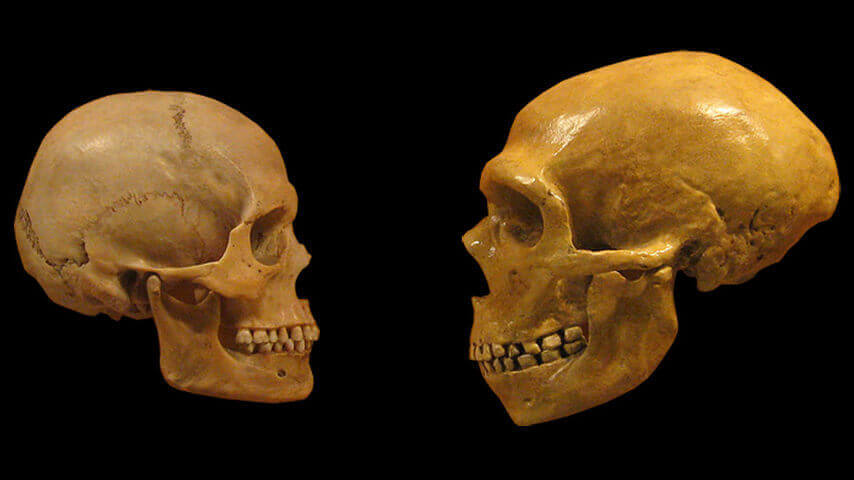 Crânio humano e crânio neandertal