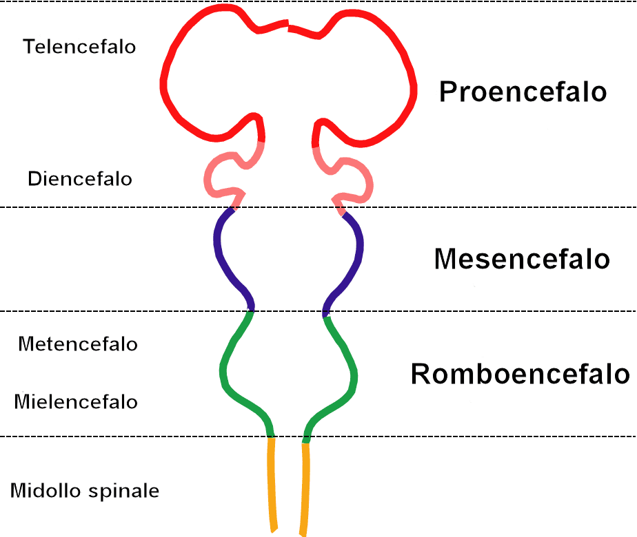 Partes do cérebro