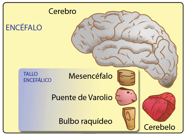 Estruturas cerebrais