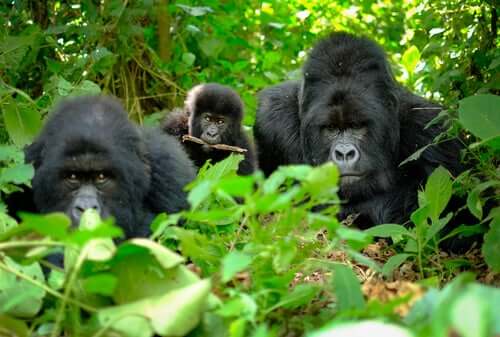 Gorilas na floresta