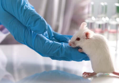 O debate em torno dos testes com animais