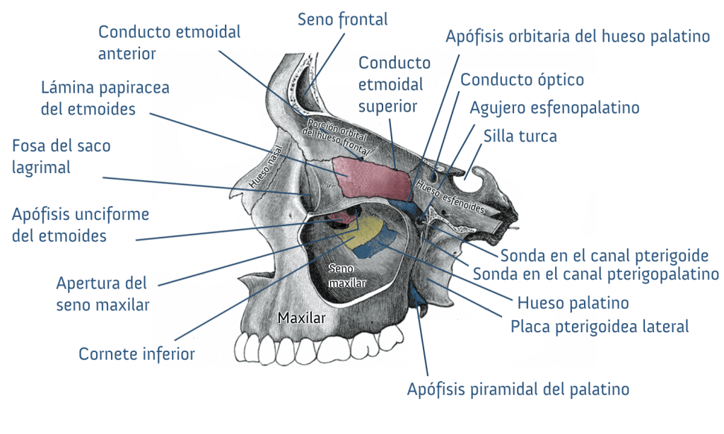 Diferentes estruturas do crânio