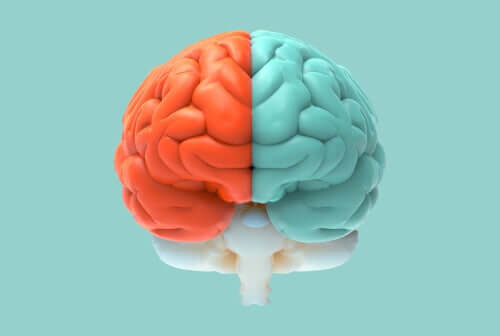 Neuromitos sobre os hemisférios cerebrais