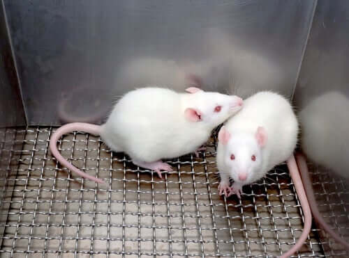 Ratos de laboratório
