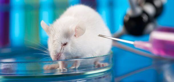 Rato de laboratório