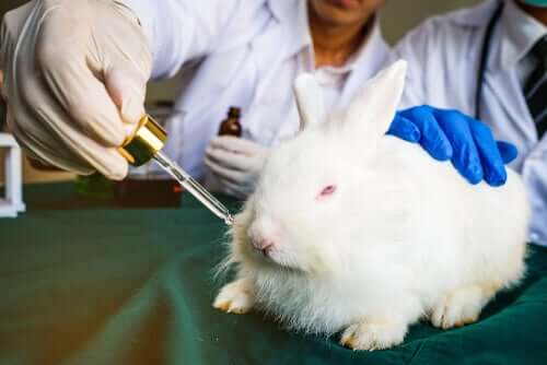 Argumentos contra os testes com animais