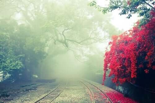 Caminho pelos trilhos de um trem