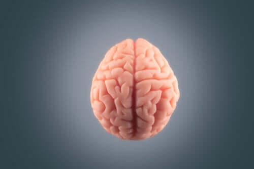 Cérebro diante de fundo cinza