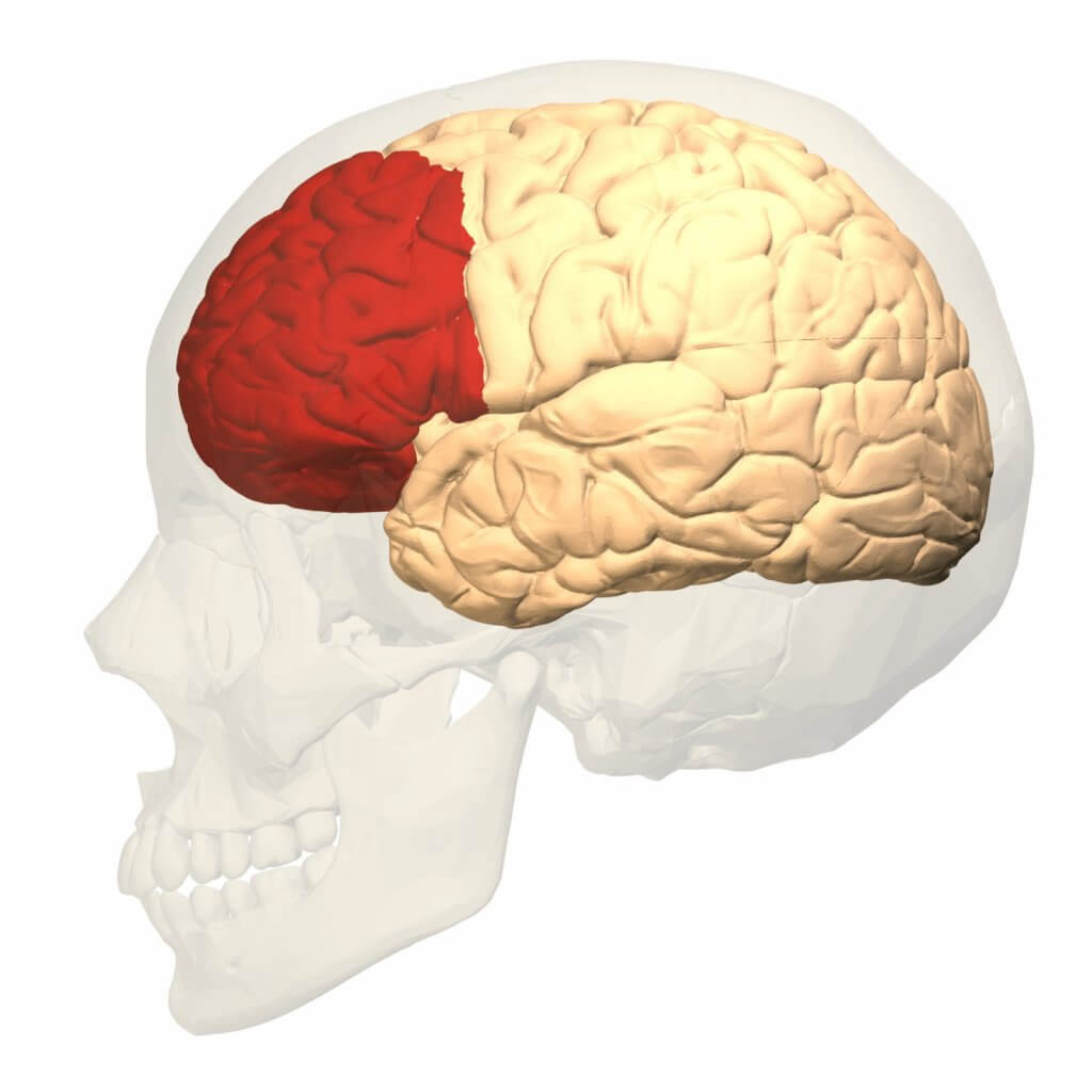 Córtex pré-frontal
