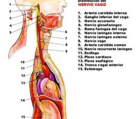Distribuição do nervo vago