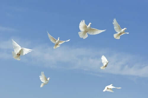 Pássaros brancos voando