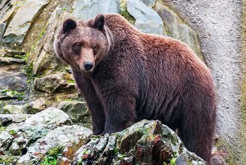 Urso pardo na natureza