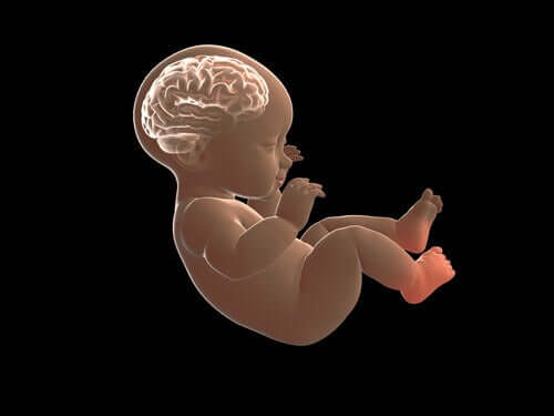 O cérebro do bebê em desenvolvimento