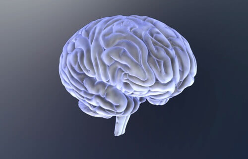Cérebro humano
