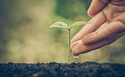 Planta nascendo