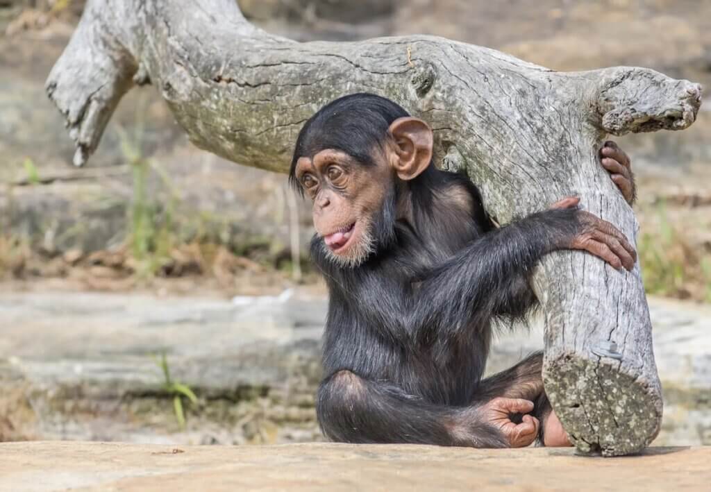 Bebê chimpanzé na natureza