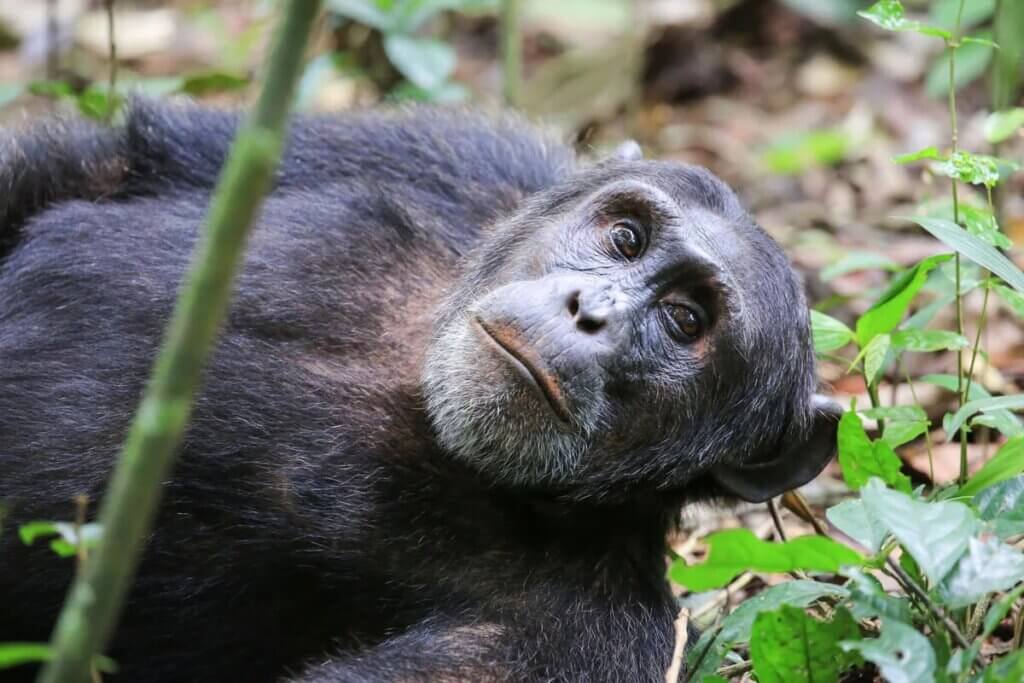 A curiosidade do chimpanzé