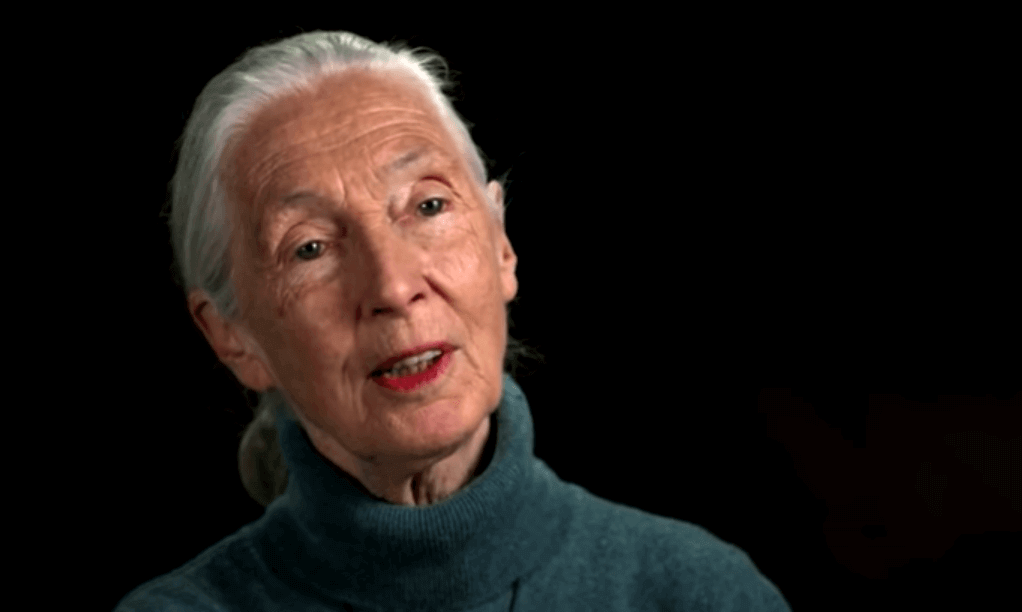 Jane Goodall