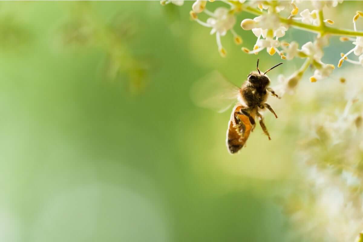 O medo de abelhas ou apifobia