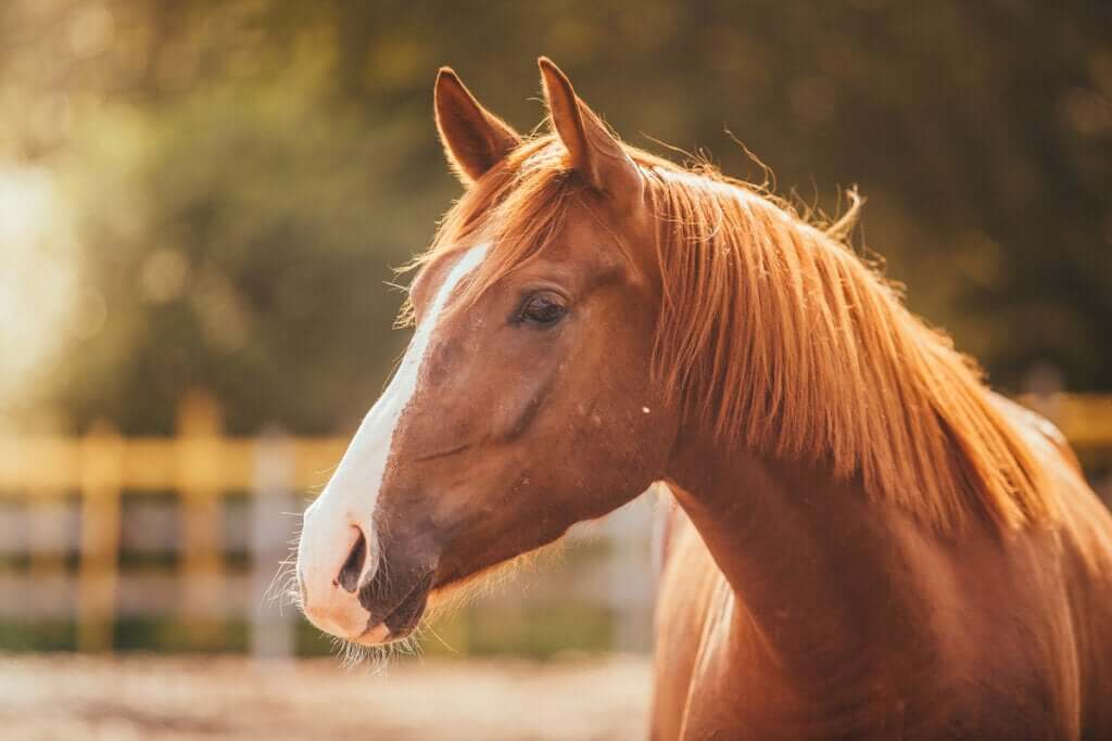 Hipofobia ou medo de cavalos
