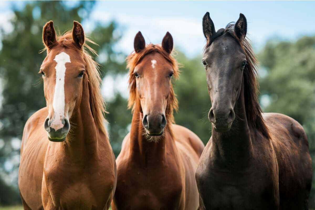 Cavalos de diferentes tons de pele
