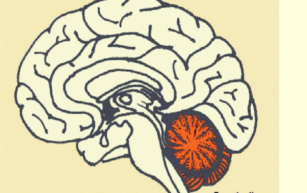 Representação do cerebelo