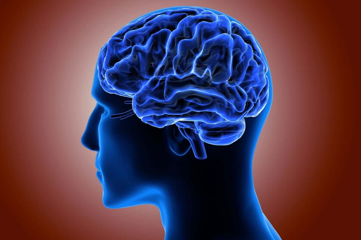 O que é o córtex cerebral e qual é a sua aparência?