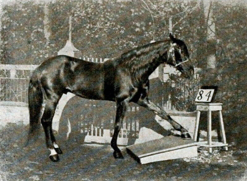 Clever Hans foi um cavalo considerado superdotado