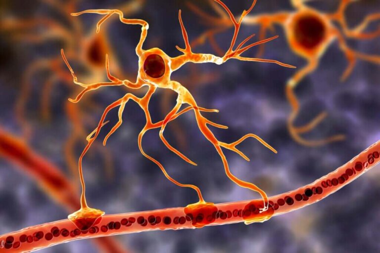 Células gliais: a base funcional do cérebro